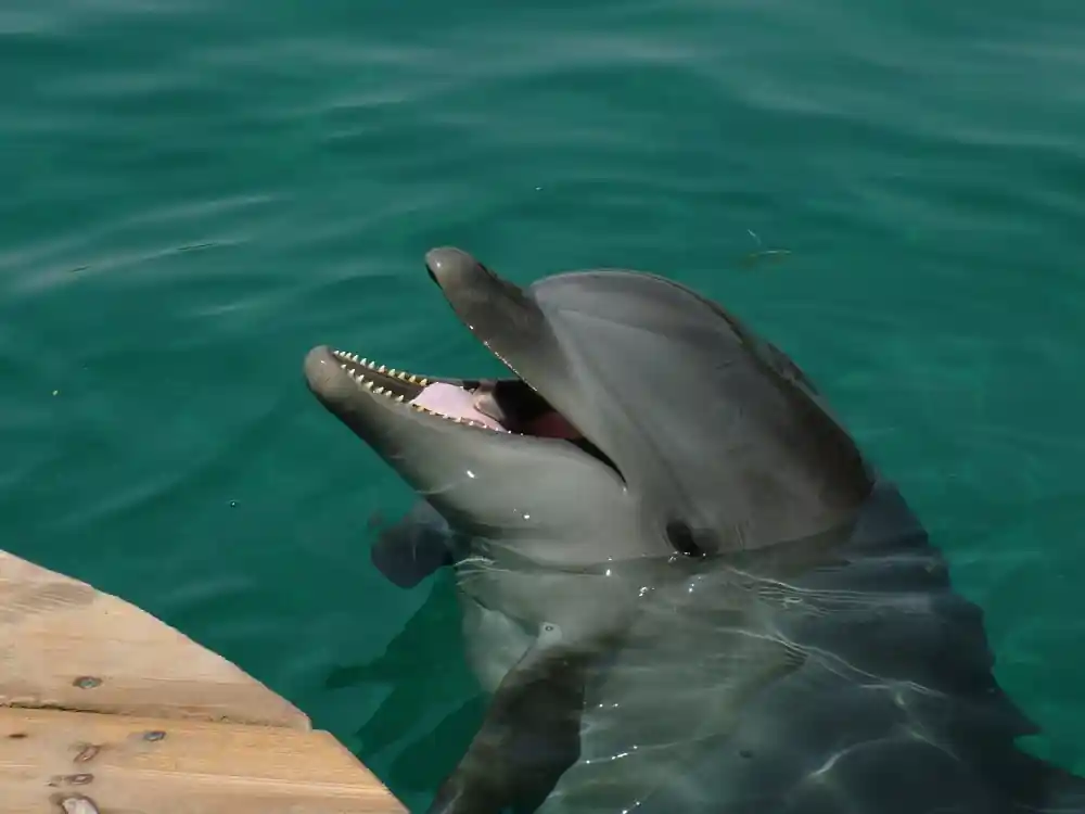 Discovery Cove Other Experience Ticket Prices 2025