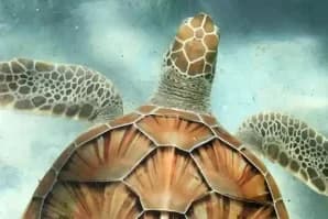 Discovery Cove Orlando Ticket Prices 2025