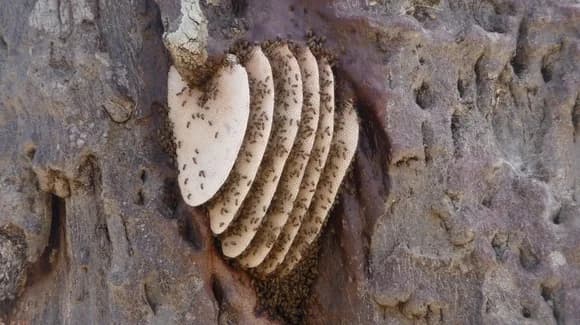 African Bees