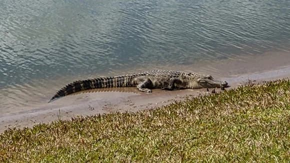 Living Alongside Florida Alligators