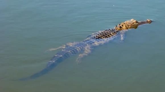 Florida Alligators
