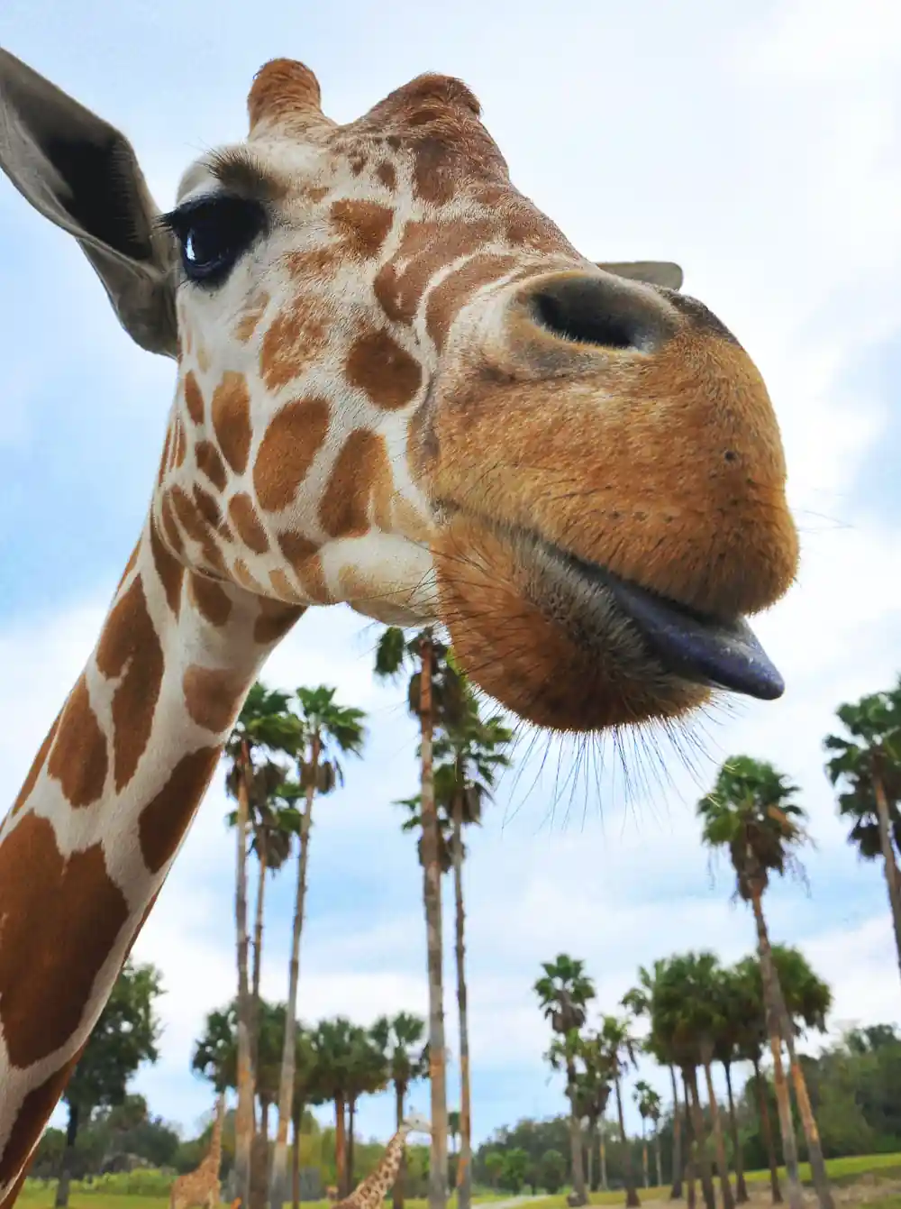Buying Busch Gardens Meal Deal Tickets 2026