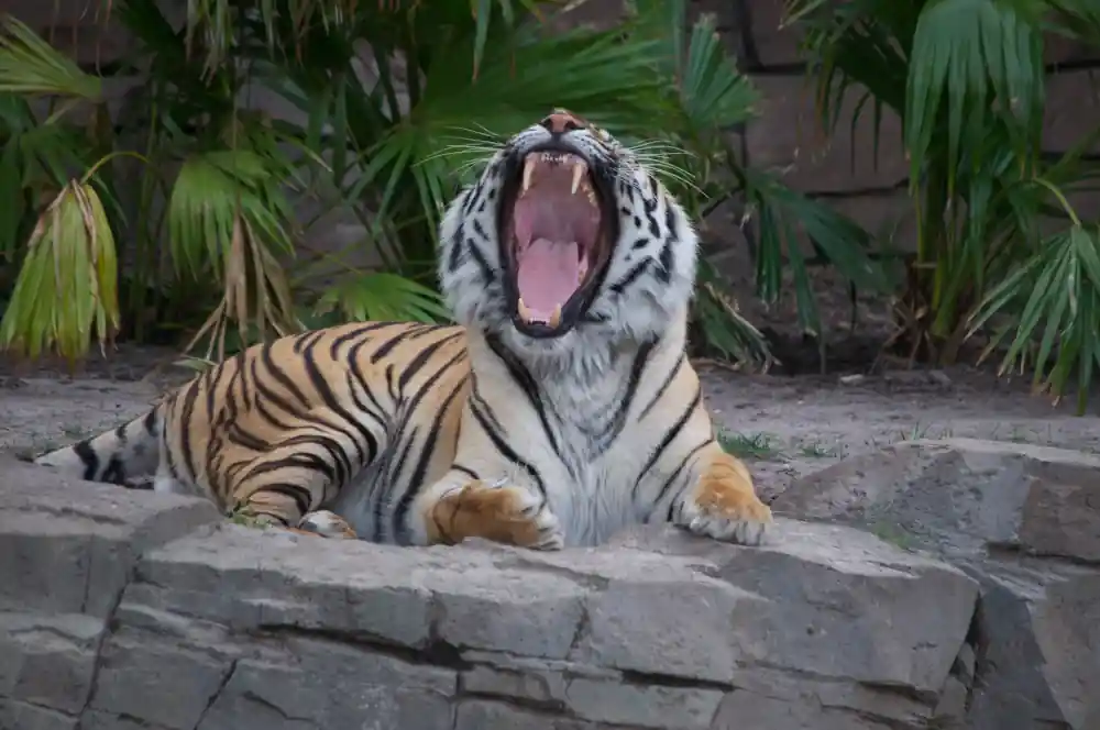 Buying Busch Gardens Tours and Packages 2025