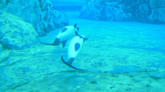 SeaWorld Aquatica Animals