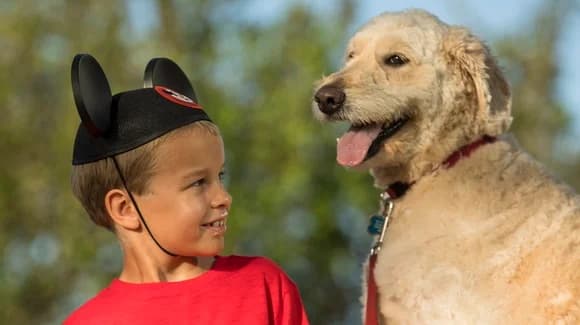 Dogs at Walt Disney World