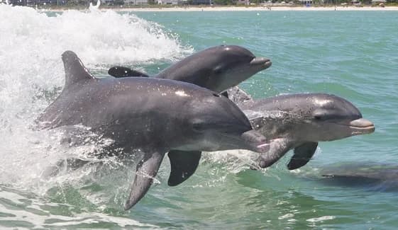 Swim with Dolphins in Florida