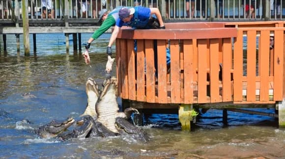 Buying Go Orlando Explorer Pass Tickets