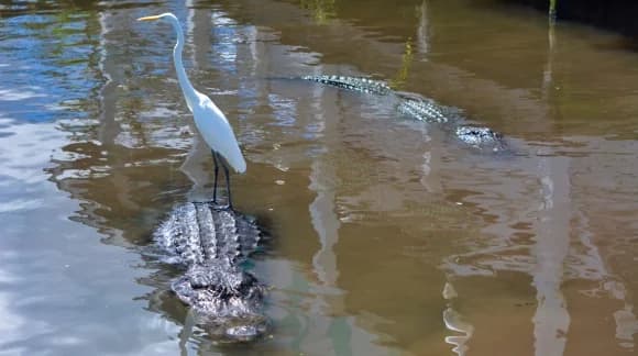 Buying Gatorland Trainer for a Day Tickets