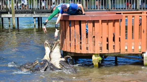 Buying Gatorland Florida Residents Tickets 2026