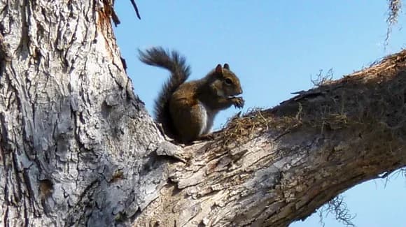 Rabies in Florida
