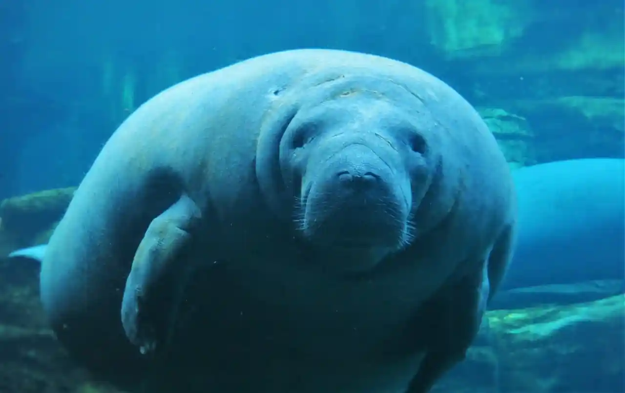 SeaWorld Orlando Guide for 2025