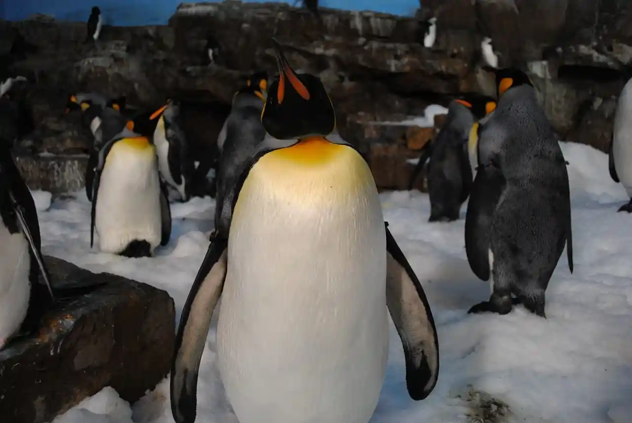 SeaWorld Dining Plan in 2026