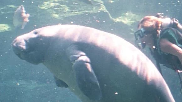 West Indian (Florida) Manatee