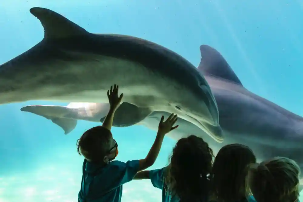 SeaWorld Orlando Annual Pass Guide for 2026