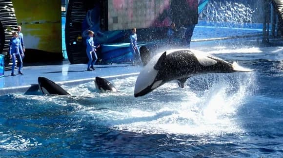 SeaWorld Parks & Entertainment / United Parks & Resorts Guide 2026