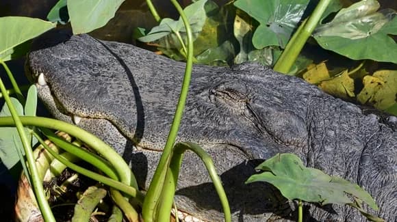 Florida Wildlife Parks