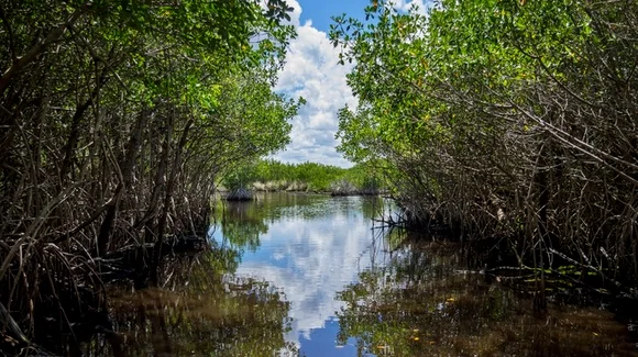 Everglades scenery in South Florida