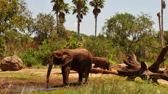 Kilimanjaro Safaris at Disney's Animal Kingdom
