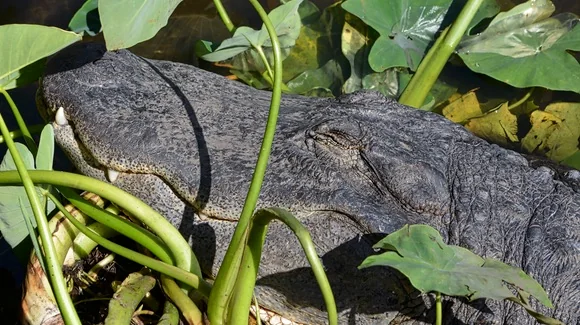 Florida wildlife parks guide